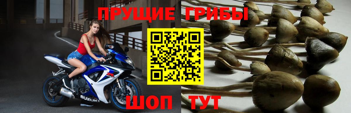 Псилоцибиновые грибы Psilocybine cubensis Фрязино